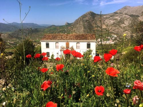 Valle de AbdalagísLa Sorpresa的白房子前面的一片红罂粟