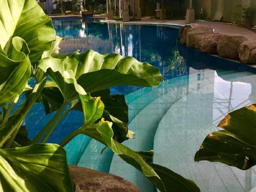 马尼拉Fast Wifi 400 Mbps at Kasara Urban Resort Residences with Netflix and Pool Access的蓝色的水和植物的游泳池