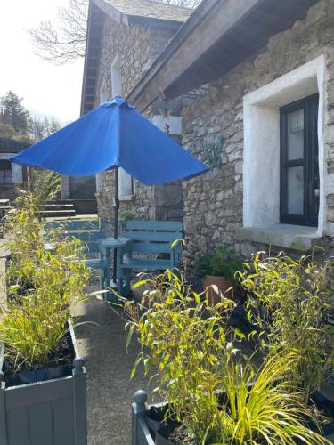 韦克斯福德Kingsford renovated old cottage的花园里的蓝色雨伞,种有植物