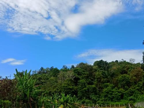 Kampong Tanjong IpohKuntum Cottage Bad & Breakfast的享有蓝天和云的森林美景