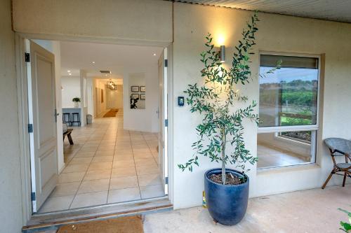 赛特菲尔德Triple Creek Guest House - Barossa Region的走廊里蓝盆里的植物