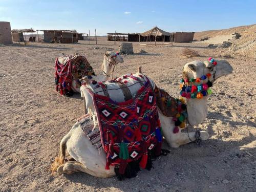 考拉亚湾Apadi camp的躺在沙漠地面上的骆驼