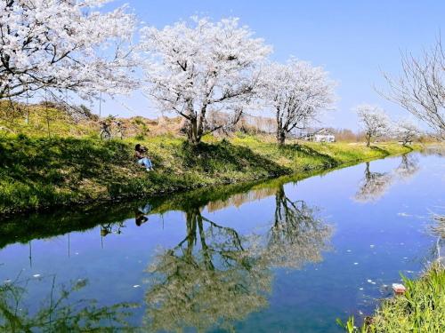 高岛市静かに過ごす室内テント Staying quietly indoor tent的一条河,河里有水中反射的樱花树