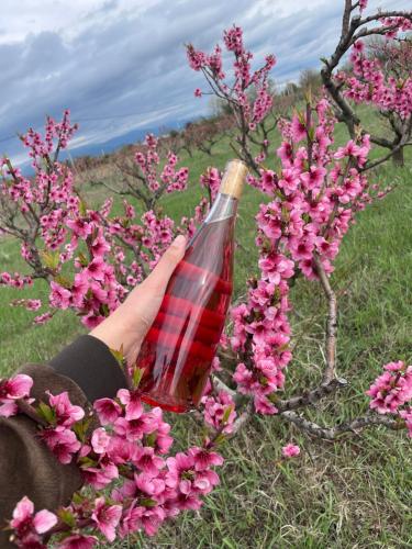 泰拉维Mestvireni的把瓶子放在灌木里,花粉红色的人