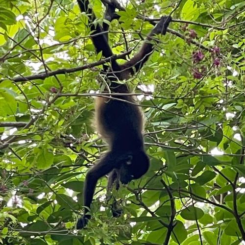 诺萨拉Casita Ylang Ylang的猴子挂在树枝上