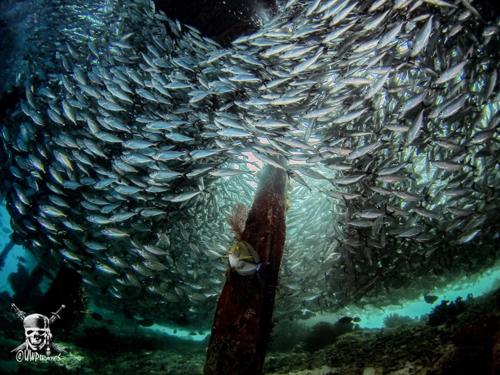 Pulau Mansuar拉贾安帕潜水旅馆的水族馆里的一大群鱼