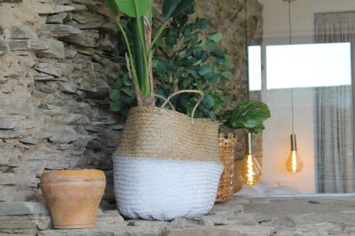 卢戈Casas da Fortaleza的一张大白花瓶,坐在桌子上,种着植物