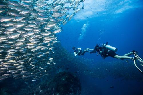 涛岛Jamahkiri Dive Resort & Spa的在海洋里游泳的人,在一所鱼群旁边
