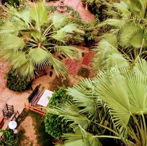 Farasanفندق ساسو سويت للوحدات المفروشه والفندقيه的棕榈树公园的空中景致