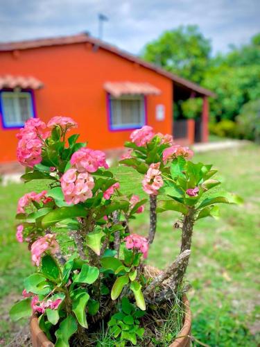 圣希尔Finca el Paraíso的一座房子前面的盆栽植物,花粉红色