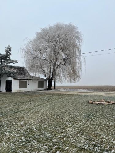 Murzynowo KościelneRusiborek Slow的房子旁边的田野里的一棵树