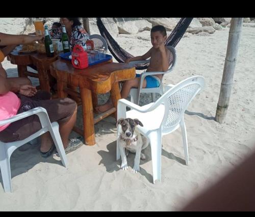 圣埃莱纳Hospederia Oasis的坐在沙滩上的狗