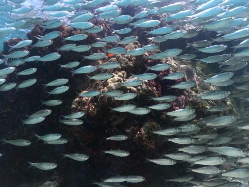 费尔南多 - 迪诺罗尼亚Pousada Flôr do Atlântico的水中一大群鱼