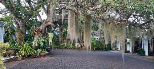 圣卢西亚圣露西亚湿地宾馆的种有挂着植物的大树的花园