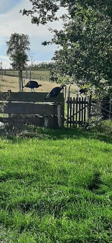 TieltSheepinn hoekje的两只鸟坐在田野的围栏上
