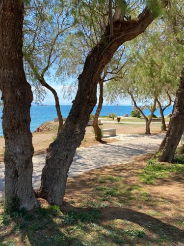 雅典Athens-Riviera luxury apartment sea view Voula的水边公园里的一群树木