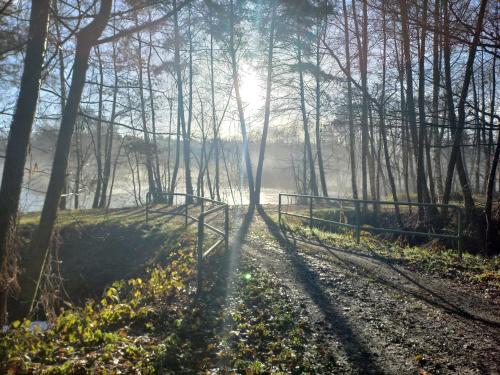费茨肖Pension Kchischowka的树林中的一条小径,阳光照耀着树林
