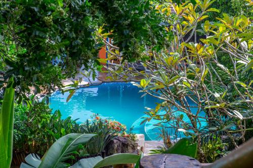 伊利亚贝拉Hotel Alemão Beach de Ilhabela的被树木和植物环绕的游泳池