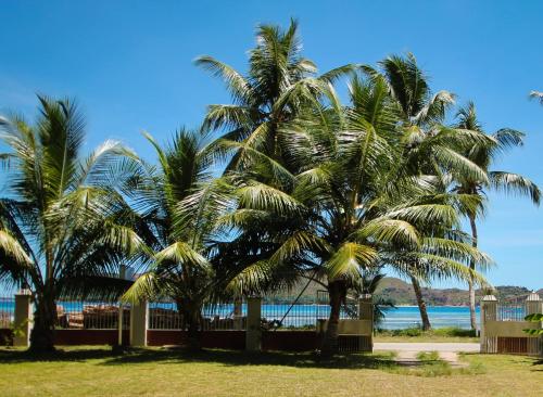 普拉兰HideAway的海滩上的一棵棕榈树