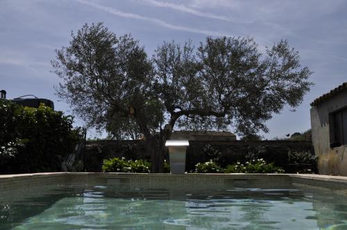 圣费利乌德博阿达Can Barrull-Costa Brava-Emporda的一座有树的游泳池