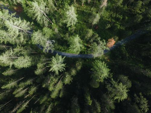 Davos WolfgangChalet Horn的林木上方的景观,有路