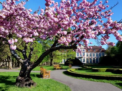 格但斯克Apartament w sercu Oliwy的公园里一棵花粉色的树