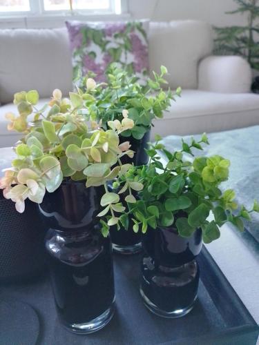 斯德哥尔摩Det Vita Huset的桌子上三个黑色花瓶,花朵