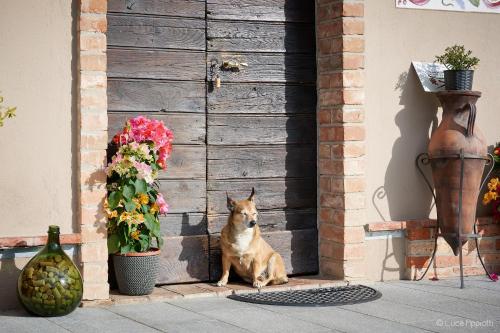 蒙福特达尔巴Agriturismo Cascina Sciulun的木门前的狗