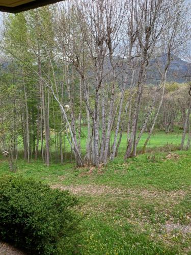阿洛斯le chamois d or的绿草丛生的一群树木