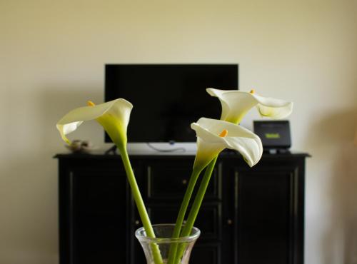 KikindaMileva apartman的两朵白色花在电视机前的玻璃瓶里