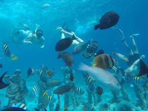 吉利美诺梦幻小屋旅馆的一群人带着一所鱼在海洋里游泳