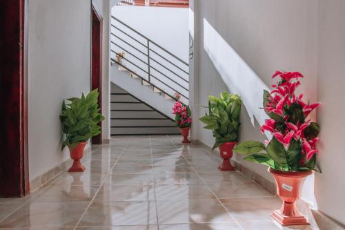 达哈布Swiss Royal DAHAB的走廊上,有红花瓶装植物