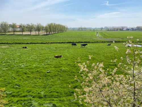 米德尔克尔克Villa La Dune - Ontbijt & parking inclusief的一群牛在绿色的田野里放牧