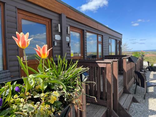 DownderryWhitsand Bay Tamar Suite的甲板上种有鲜花的小木屋