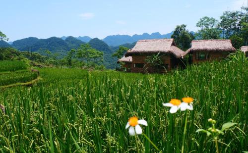 Pu LuongPu Luong Jungle Lodge的花田在房子前