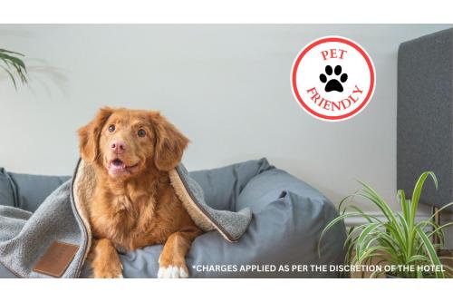 国际瀑布城Love Hotels Voyageur at International Falls MN的一只狗坐在沙发上,床上用毯子