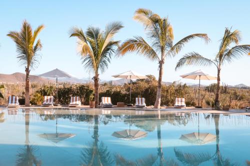 托多斯桑托斯Baja Nomads Hotel - Adults 15 Plus的一座棕榈树和椅子的游泳池