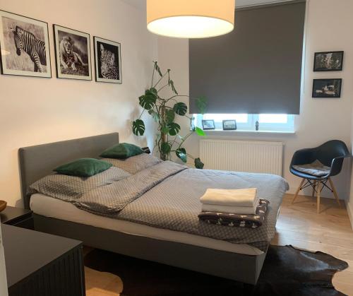比亚瓦波德拉斯卡Apartament Luna的一间卧室配有一张带绿色枕头的床和一把椅子