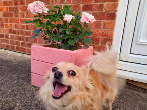 PinxtonSpacious Bungalow的一只狗站在粉红色的花盆旁