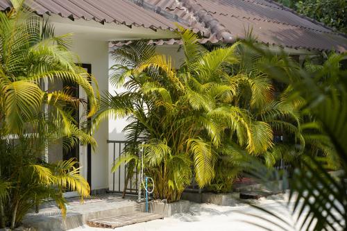 瓜隆岛WHITE SAND ARK RESORT的一群棕榈树在房子前面