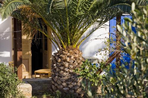 利普西岛Studio Filoxenia的房屋前的棕榈树