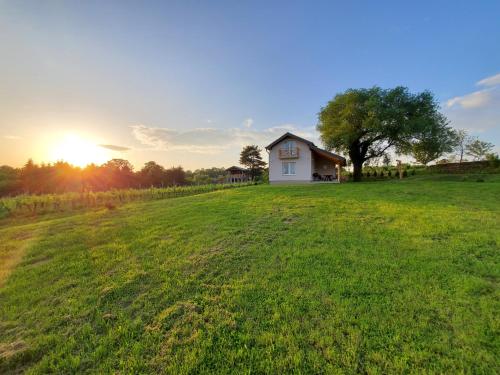 KutjevoHoliday home Vinovilla的田野上一所小白房子,有树