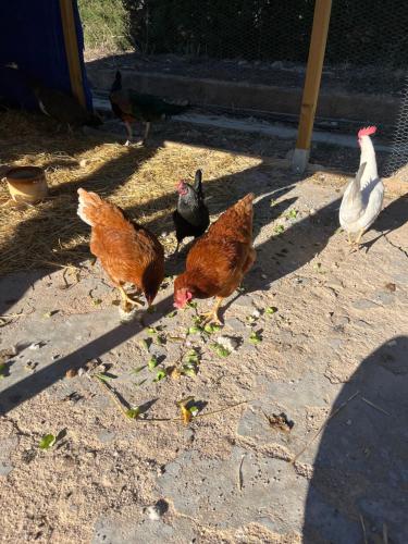 耶克拉Casa Rural Finca Juanamare的一群站在地上的鸡