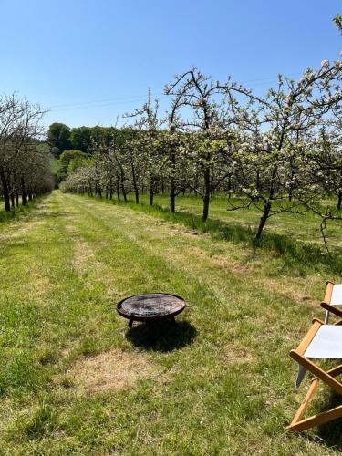 Venn OtteryBowhayes Farm - Camping and Glamping的林地中间的长凳