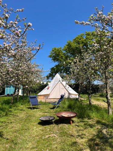 Venn OtteryBowhayes Farm - Camping and Glamping的野餐桌和树木林地的帐篷
