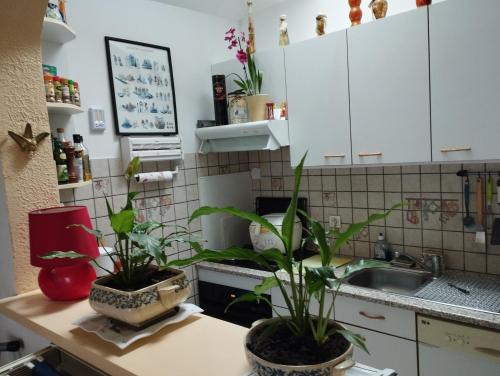 圣马洛chambre d'hote dans maison individuelle的柜台上的厨房,有两盆植物
