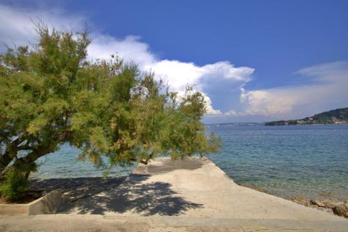 PrekoBeachfront Summer Oasis Preko的水边沙滩上的树