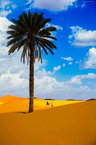 梅尔祖卡Morocco Désert Luxury的沙漠中间的棕榈树