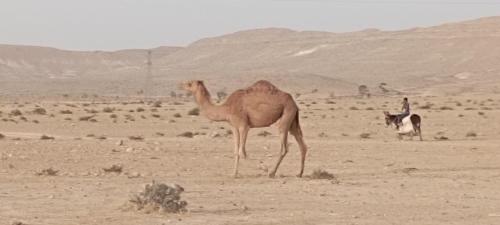 耶鲁姆מדברא - צימר בירוחם的一只骆驼和一只山羊站在沙漠中