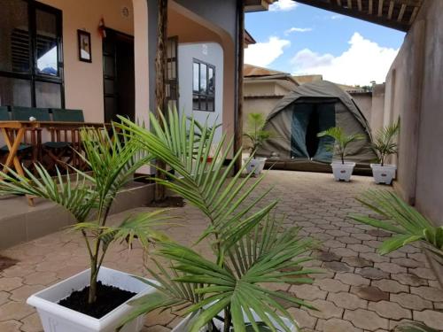 阿鲁沙Maasai Hostel Tanzania的庭院里一群植物,有帐篷